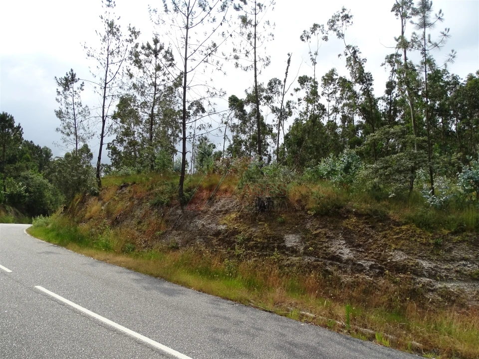 Terreno Agricola ou Rústico para Venda em Silvares (São Martinho) Foto 18