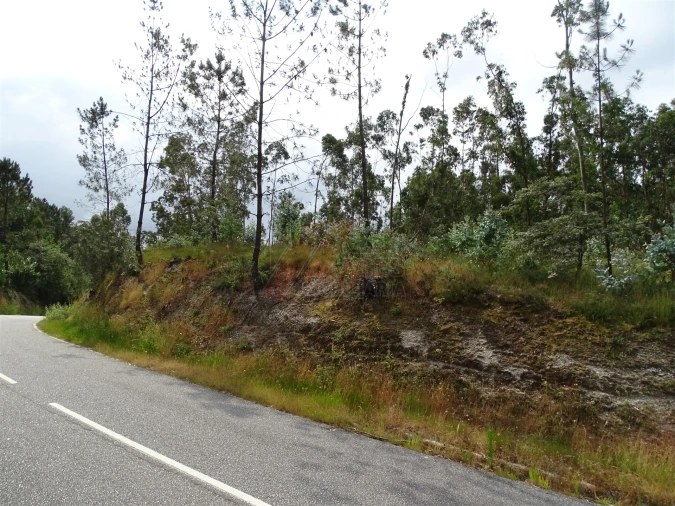 Terreno Agricola ou Rústico para Venda em Silvares (São Martinho) Foto 18