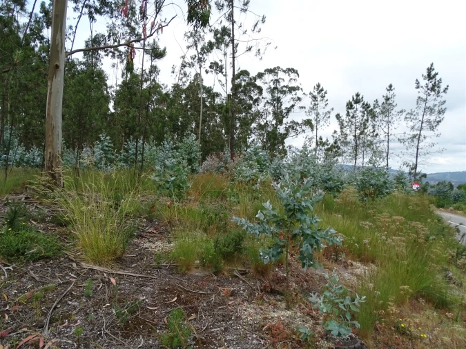 Terreno Agricola ou Rústico para Venda em Silvares (São Martinho) Foto 10