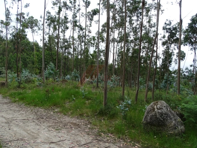 Terreno Agricola ou Rústico para Venda em Silvares (São Martinho) Foto 2
