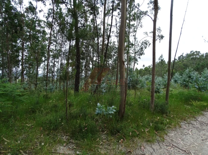 Terreno Agricola ou Rústico para Venda em Silvares (São Martinho) Foto 3