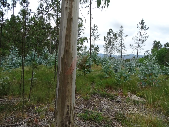 Terreno Agricola ou Rústico para Venda em Silvares (São Martinho) Foto 6