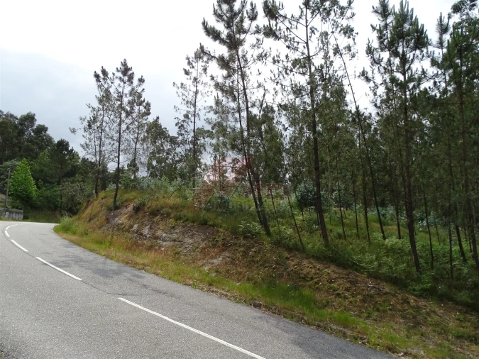 Terreno Agricola ou Rústico para Venda em Silvares (São Martinho) Foto 15