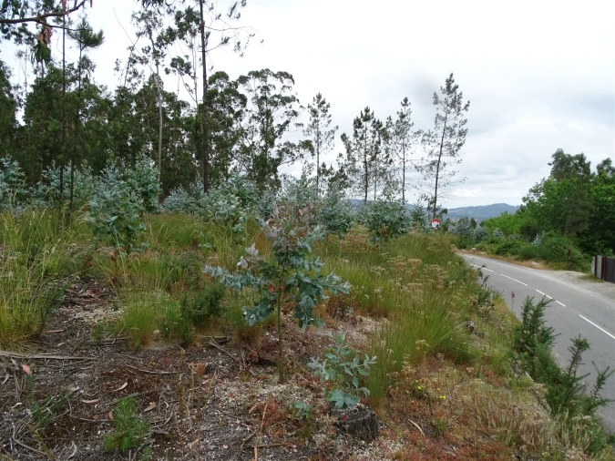 Terreno Agricola ou Rústico para Venda em Silvares (São Martinho) Foto 8