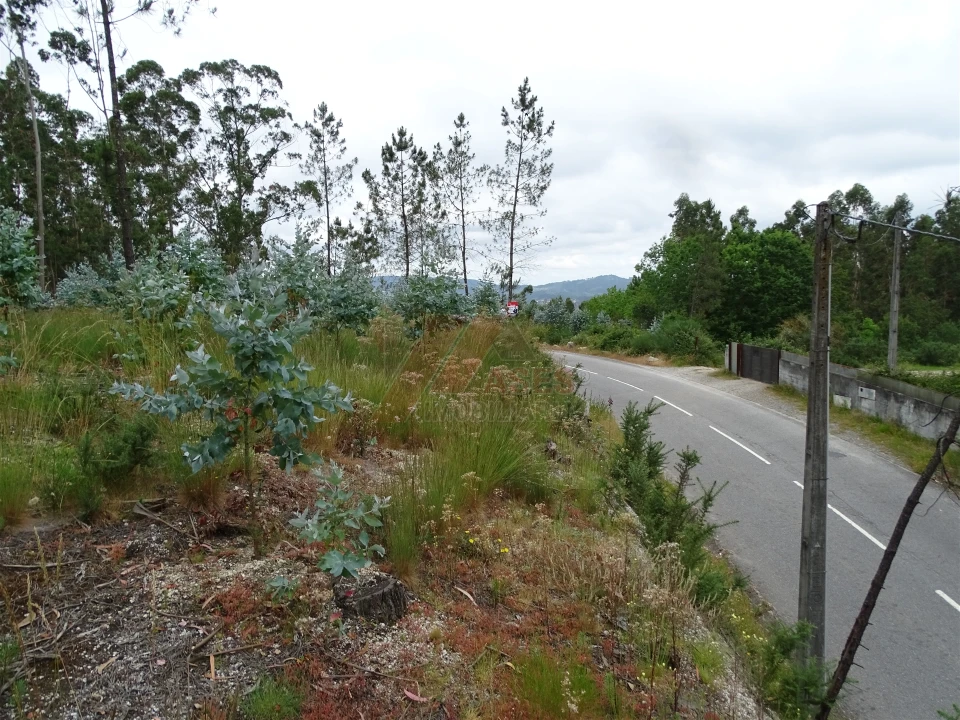 Terreno Agricola ou Rústico para Venda em Silvares (São Martinho) Foto 7