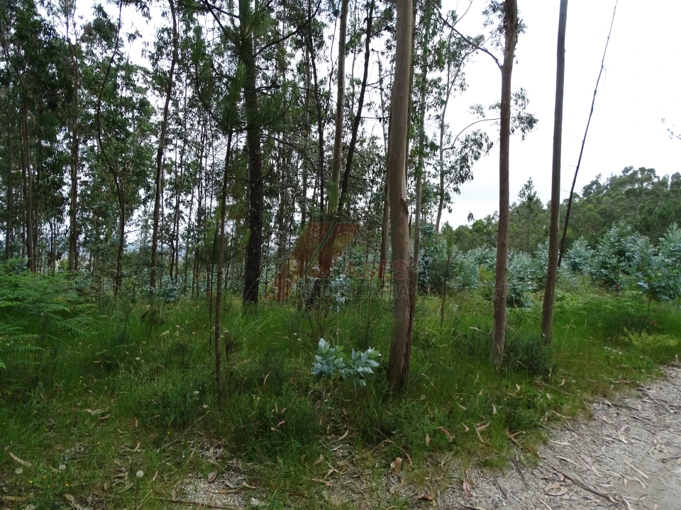 Terreno Agricola ou Rústico para Venda em Silvares (São Martinho) Foto 3