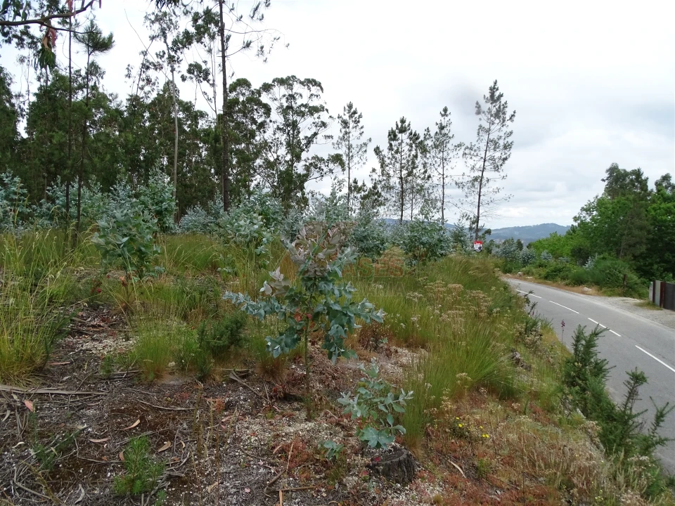 Terreno Agricola ou Rústico para Venda em Silvares (São Martinho) Foto 8