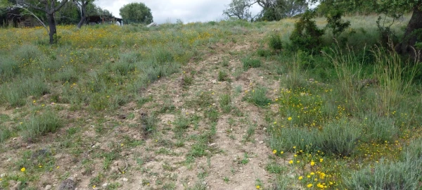 Terreno para Venda em Santa Barbara de Nexe