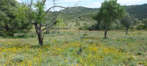 Terreno para Venda em Santa Barbara de Nexe