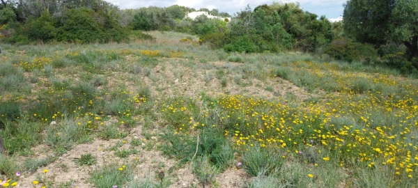 Terreno para Venda em Santa Barbara de Nexe
