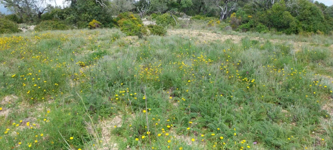 Terreno para Venda em Santa Barbara de Nexe Foto 8