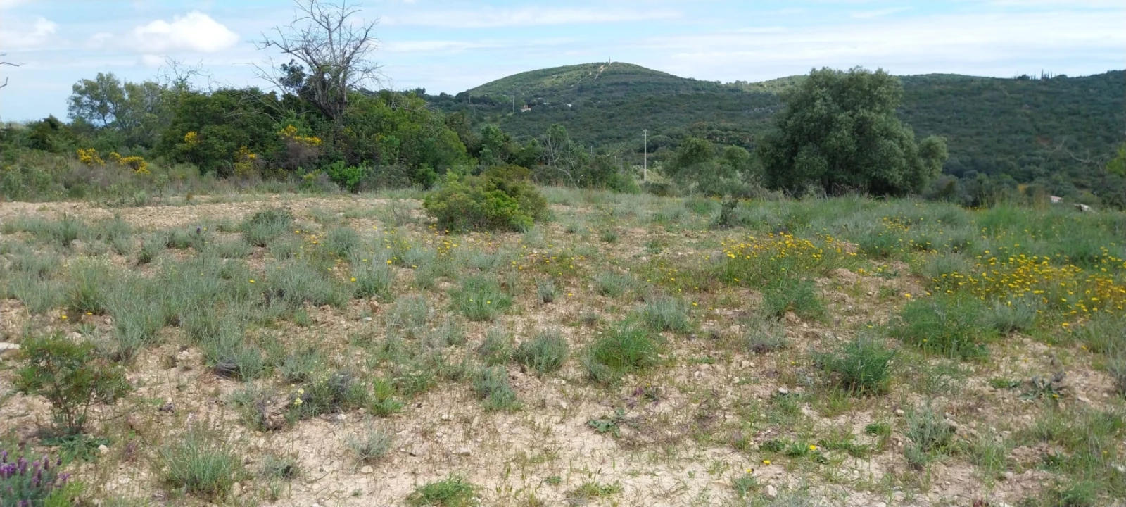 Terreno para Venda em Santa Barbara de Nexe Foto 10