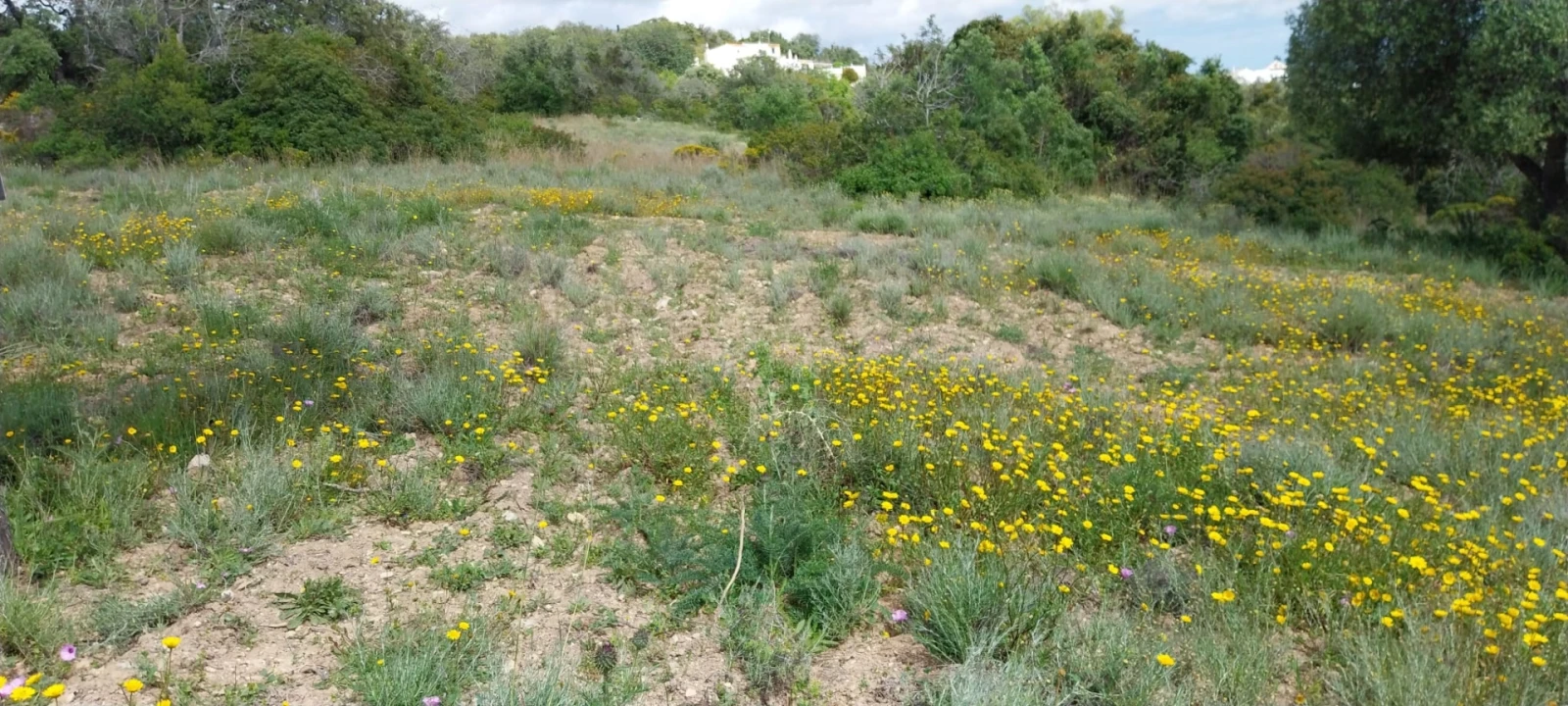Terreno para Venda em Santa Barbara de Nexe Foto 1