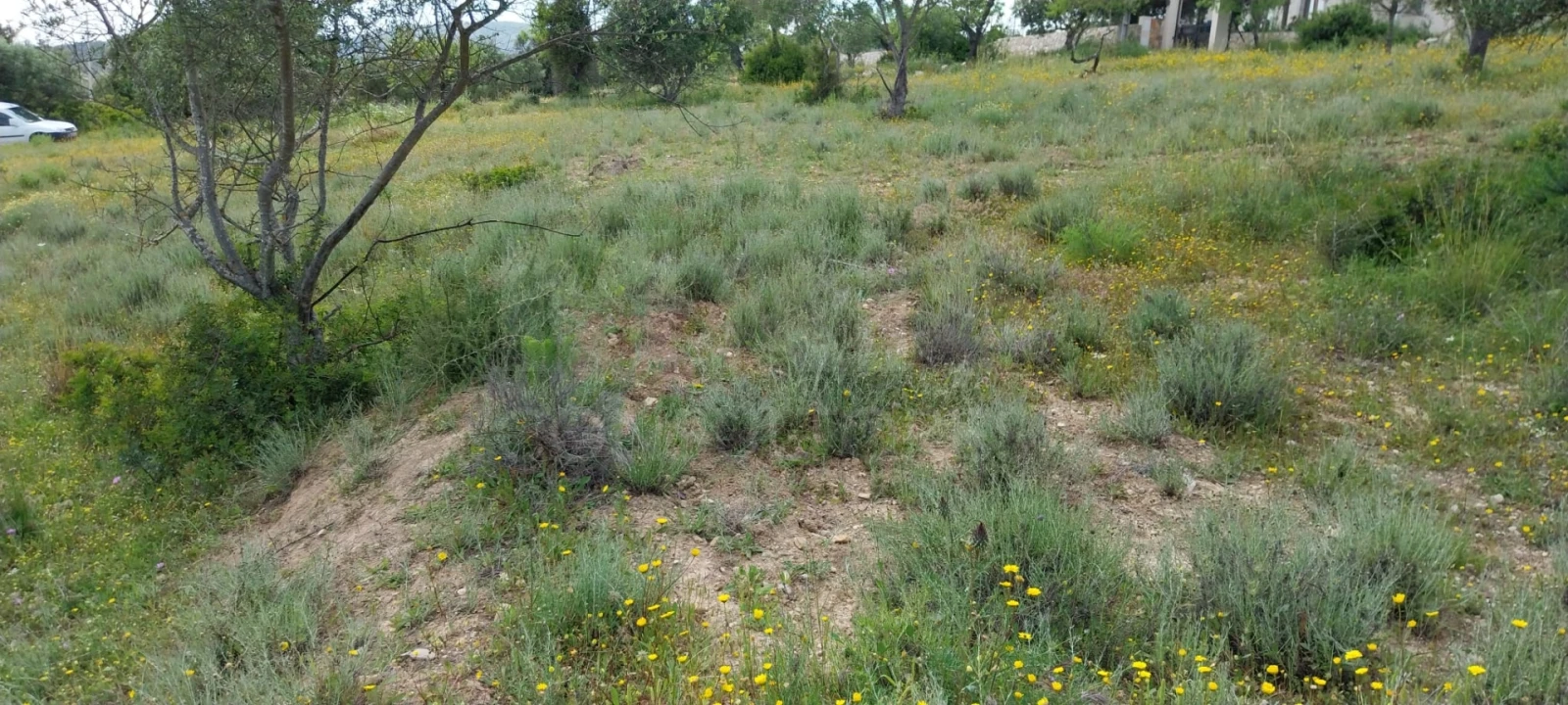 Terreno para Venda em Santa Barbara de Nexe Foto 5