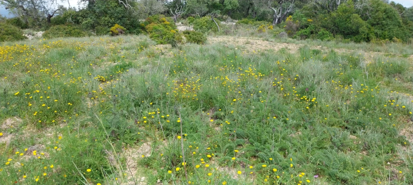 Terreno para Venda em Santa Barbara de Nexe Foto 8