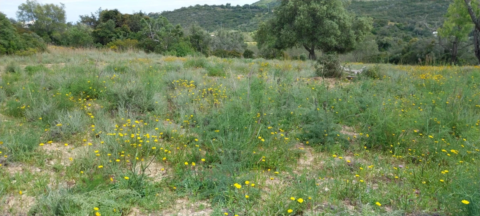 Terreno para Venda em Santa Barbara de Nexe Foto 9
