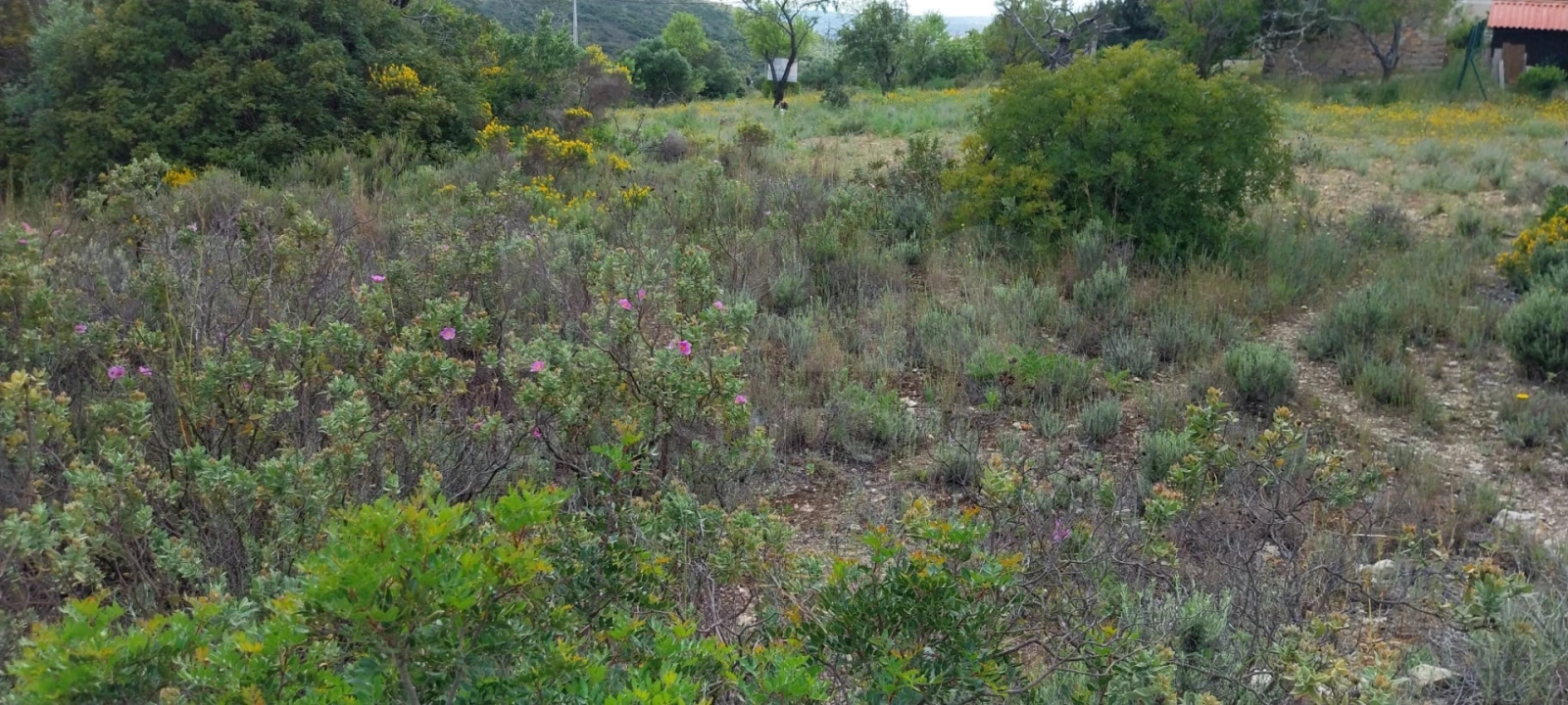 Terreno para Venda em Santa Barbara de Nexe Foto 4