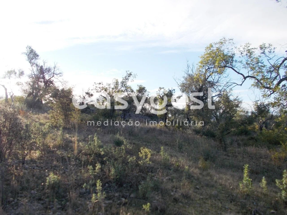 Terreno Agricola ou Rústico para Venda em São Brás de Alportel Foto 2