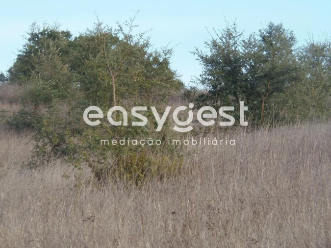 Terreno Agricola ou Rústico para Venda em Cercal Foto 9
