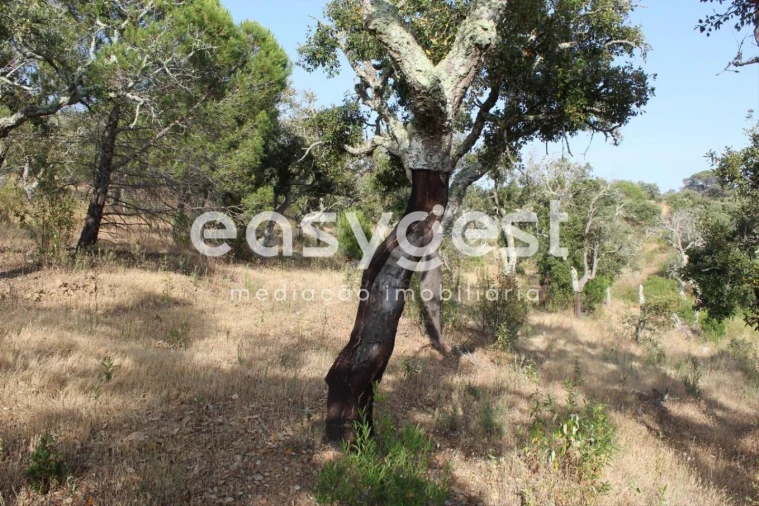 Terreno Misto para Venda em Melides Foto 6
