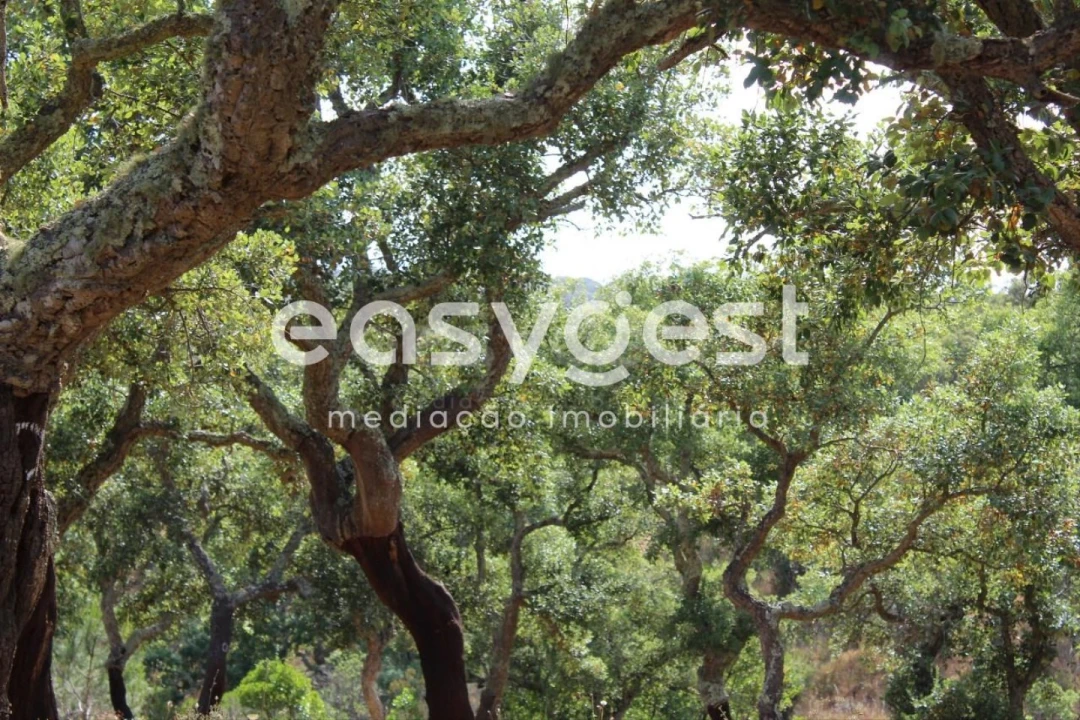 Terreno Misto para Venda em Melides Foto 12