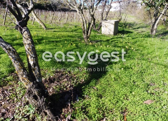 Terreno Agricola ou Rústico para Venda em Alhandra, São João dos Montes e Calhandriz Foto 3