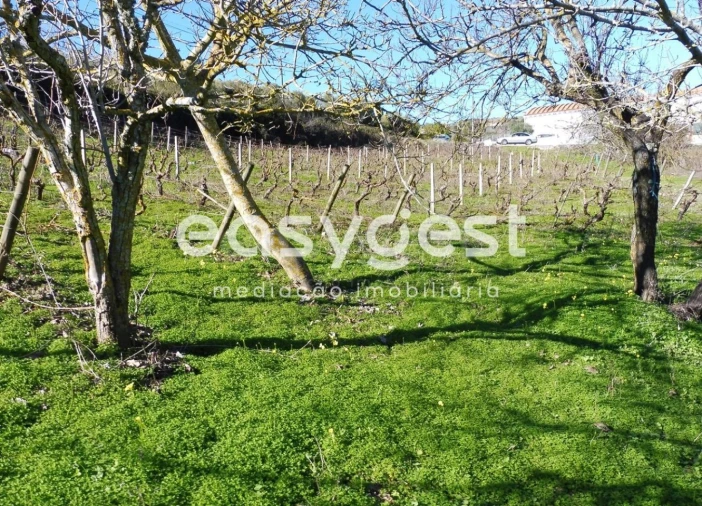 Terreno Agricola ou Rústico para Venda em Alhandra, São João dos Montes e Calhandriz Foto 4