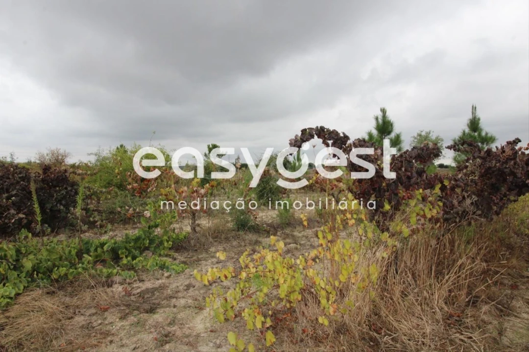 Terreno Agricola ou Rústico para Venda em Landeira Foto 1