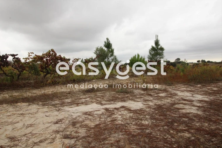 Terreno Agricola ou Rústico para Venda em Landeira Foto 3