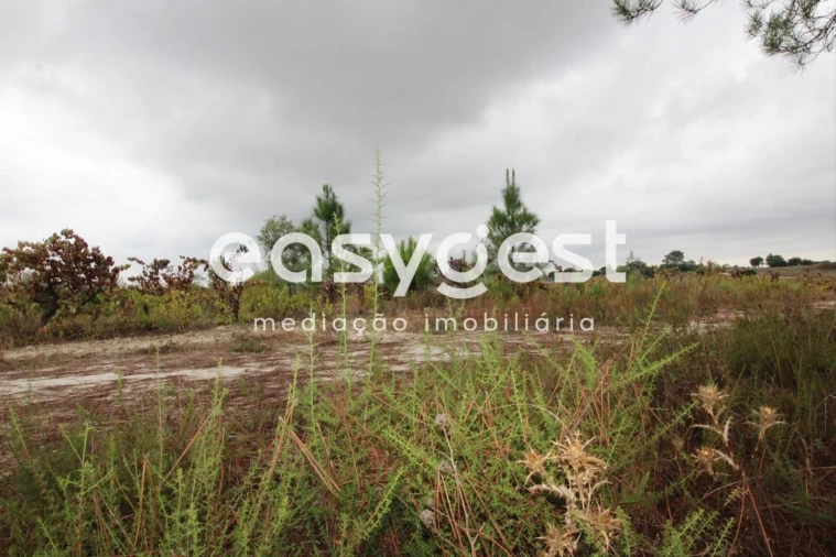 Terreno Agricola ou Rústico para Venda em Landeira Foto 5