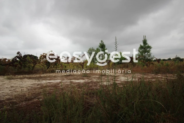 Terreno Agricola ou Rústico para Venda em Landeira Foto 6