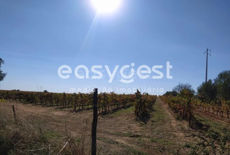 Quinta para Venda em Reguengos de Monsaraz Foto 2