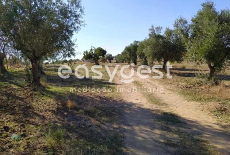 Quinta para Venda em Reguengos de Monsaraz Foto 7