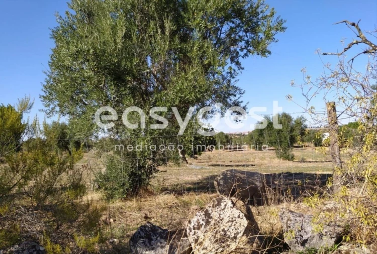 Quinta para Venda em Reguengos de Monsaraz Foto 14