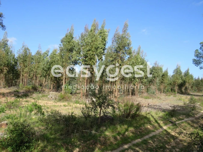 Quinta T3 para Venda em Alvalade Foto 17