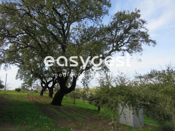 Terreno Agricola ou Rústico para Venda em São Francisco da Serra Foto 7