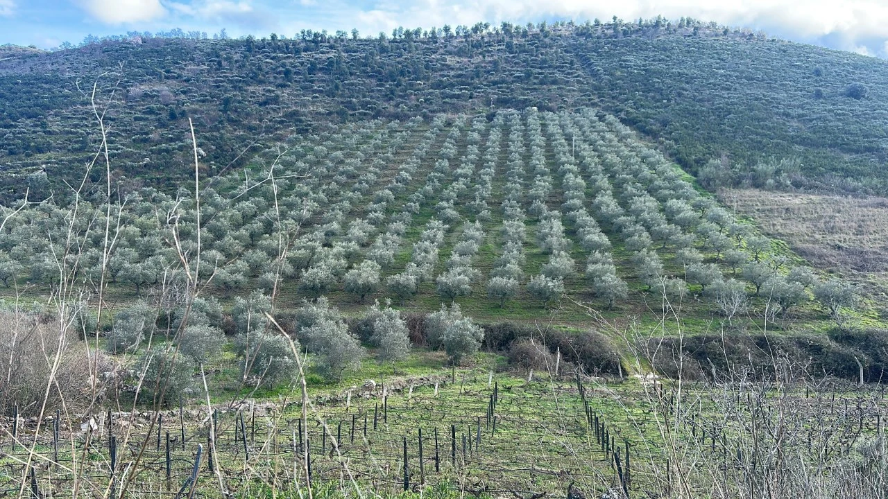 Terreno Agricola ou Rústico para Venda em Poiares Foto 2