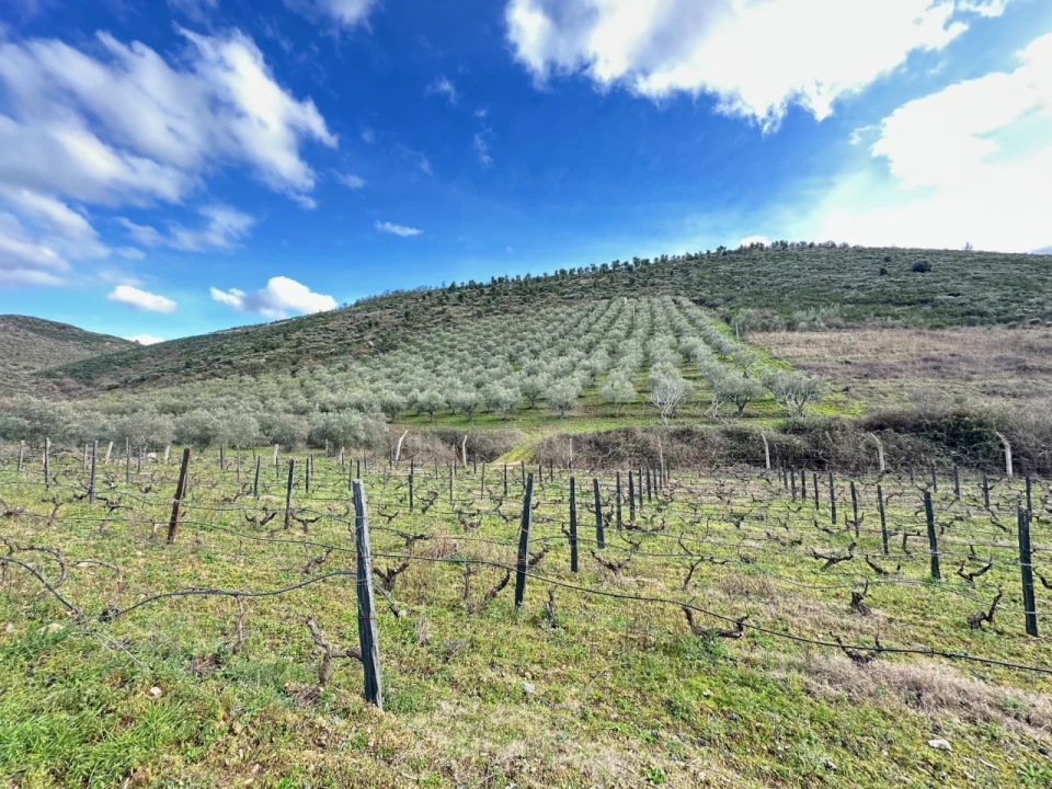 Terreno Agricola ou Rústico para Venda em Poiares Foto 4
