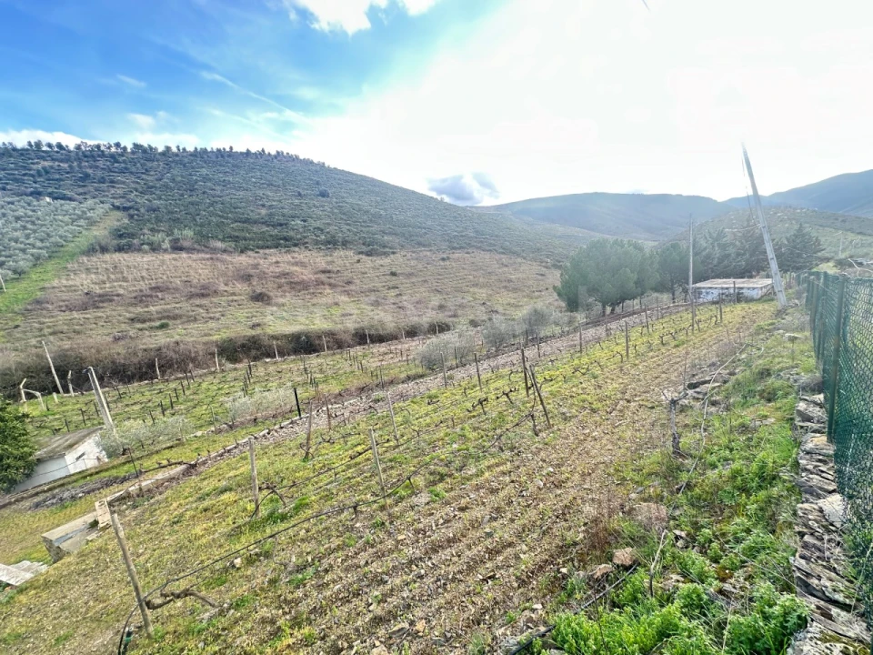 Terreno Agricola ou Rústico para Venda em Poiares Foto 14