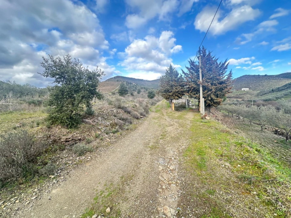 Terreno Agricola ou Rústico para Venda em Poiares Foto 17