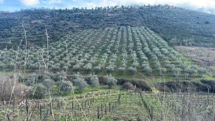 Terreno Agricola ou Rústico para Venda em Poiares Foto 2
