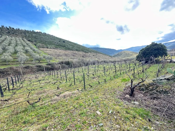 Terreno Agricola ou Rústico para Venda em Poiares Foto 8