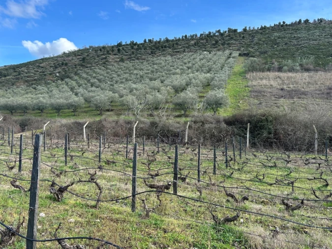 Terreno Agricola ou Rústico para Venda em Poiares Foto 10
