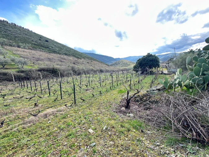 Terreno Agricola ou Rústico para Venda em Poiares Foto 16