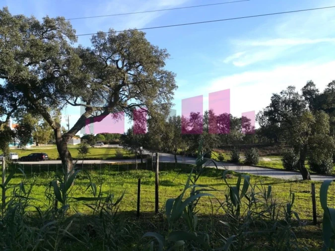 Terreno Agricola ou Rústico para Venda em Belazaima do Chão, Castanheira do Vouga e Agadão Foto 9
