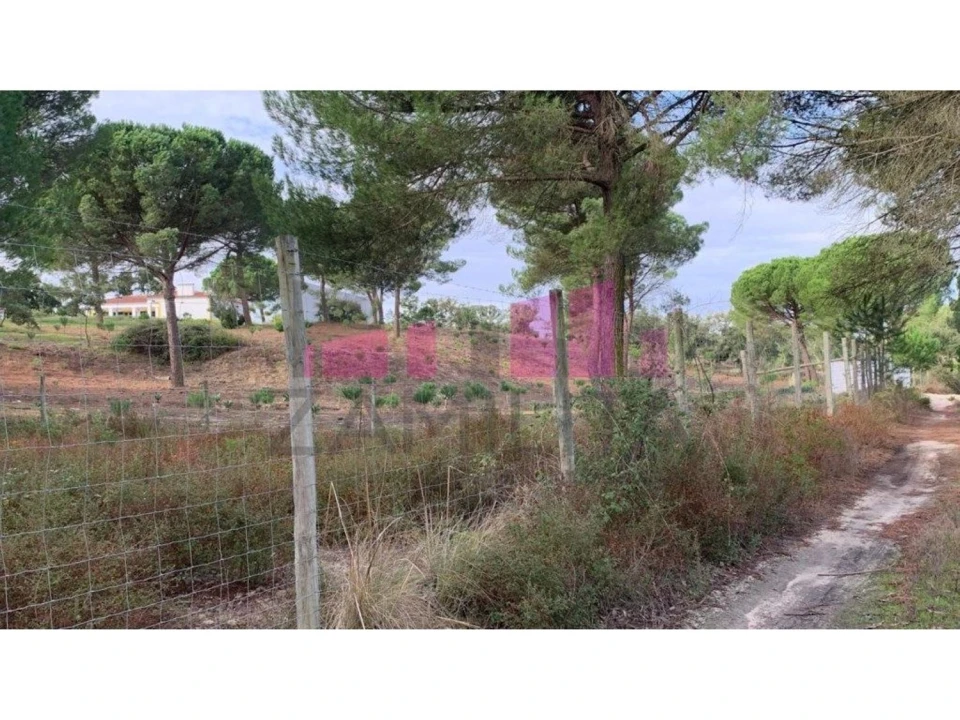Terreno para Venda em Belazaima do Chão, Castanheira do Vouga e Agadão Foto 3