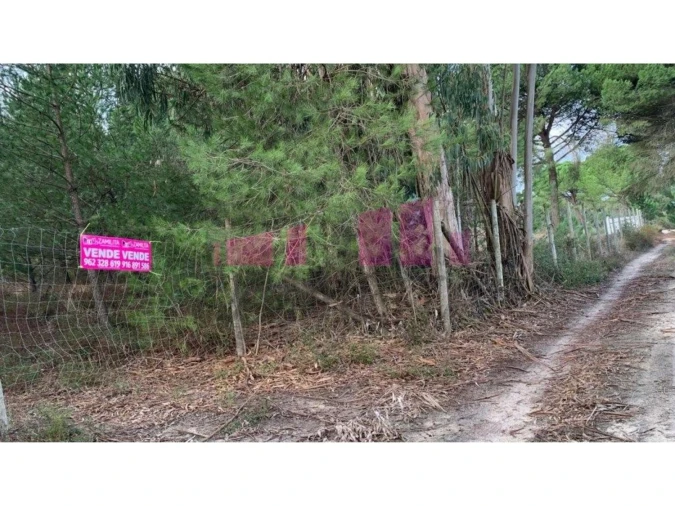 Terreno para Venda em Belazaima do Chão, Castanheira do Vouga e Agadão Foto 2