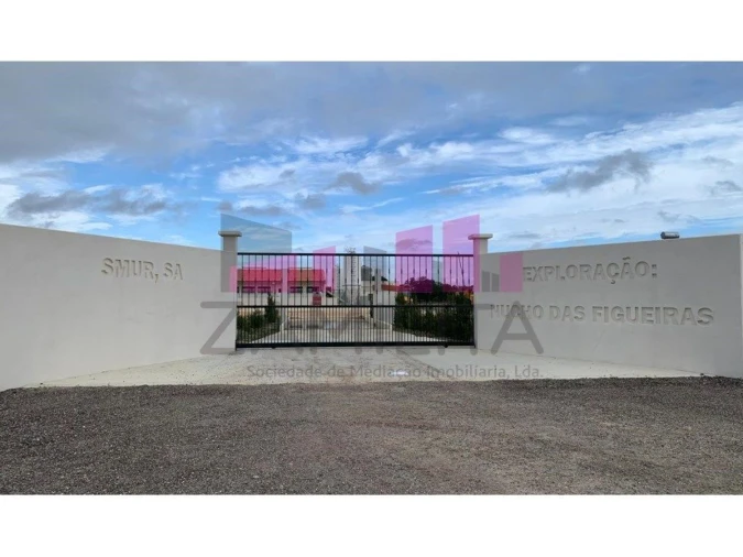 Terreno para Venda em Belazaima do Chão, Castanheira do Vouga e Agadão Foto 5