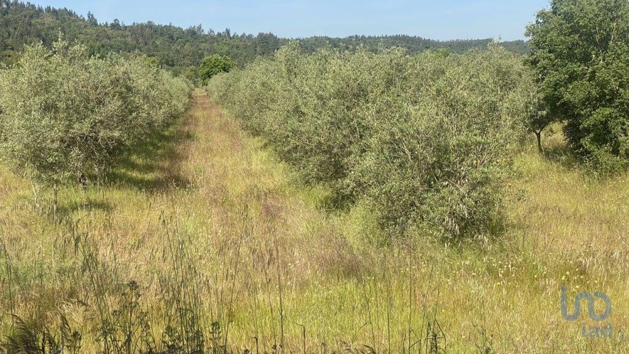 Terreno para Venda em São Facundo e Vale das Mós Foto 6