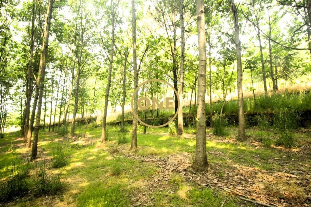 Terreno para Venda em Ribeirão Foto 6